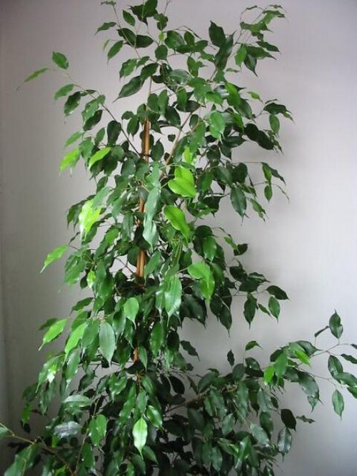 Фикус бенджамина.

В офисе, в квартире, в торговых центрах или других помещениях - где только не стоят вазоны с фикусами.  