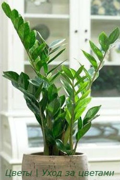 Замиокулькас - элегантный джентльмен? 03