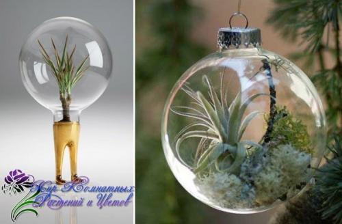 Флорариумы?   Флораримуы Входят в моду. 04