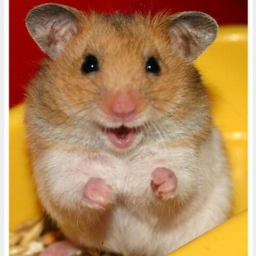 Небольшая статья о хомяках, и не много советов прежде чем завести хомяка.
