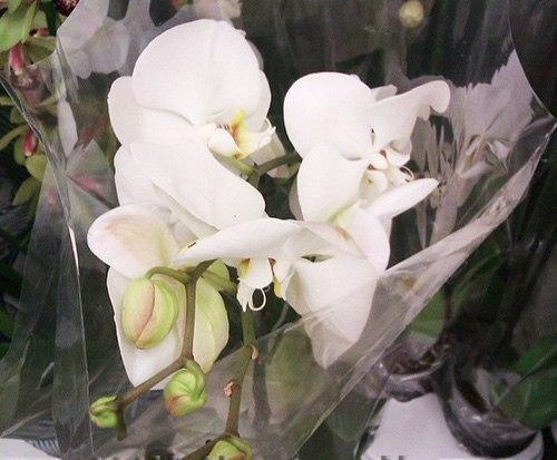 Самые капризные комнатные цветы. 05 Самые капризные комнатные цветы. 05