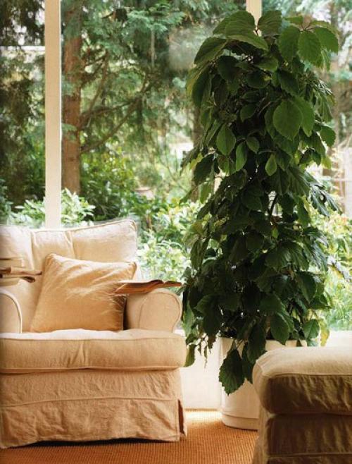 Размещение комнатных растений. 06