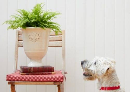 Размещение комнатных растений. 05