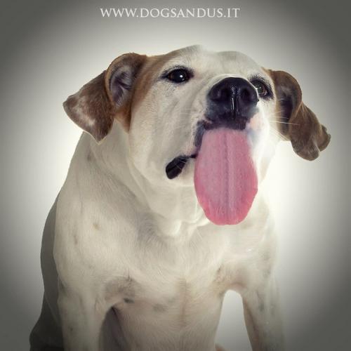 Как снимать домашних животных. 04