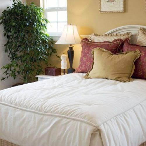 Размещение комнатных растений. 01