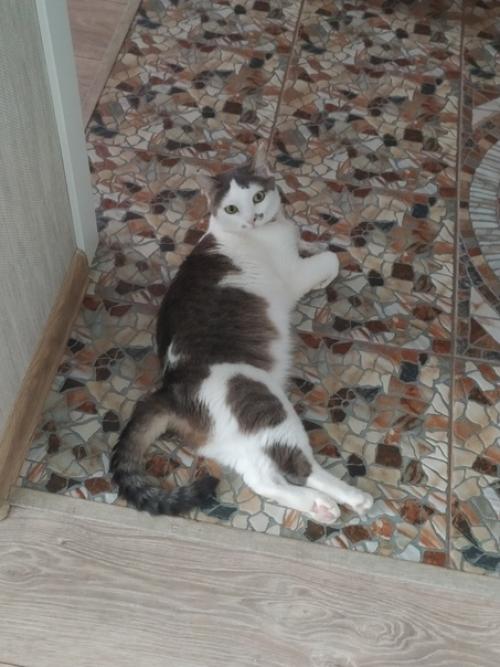 Это марси.  Она же маси, марсюха, кошка, дубина, говновоз, бусинка и самая лучшая булочка, девочка, принцесса. 03