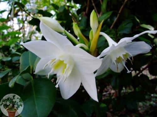 Эухарис - загадочная лилия амазонии. 03