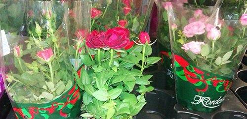 Самые капризные комнатные цветы. 07 Самые капризные комнатные цветы. 07