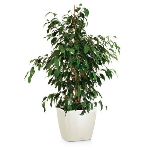 Фикус бенджамина.  В офисе, в квартире, в торговых центрах или других помещениях - где только не стоят вазоны с фикусами. 01