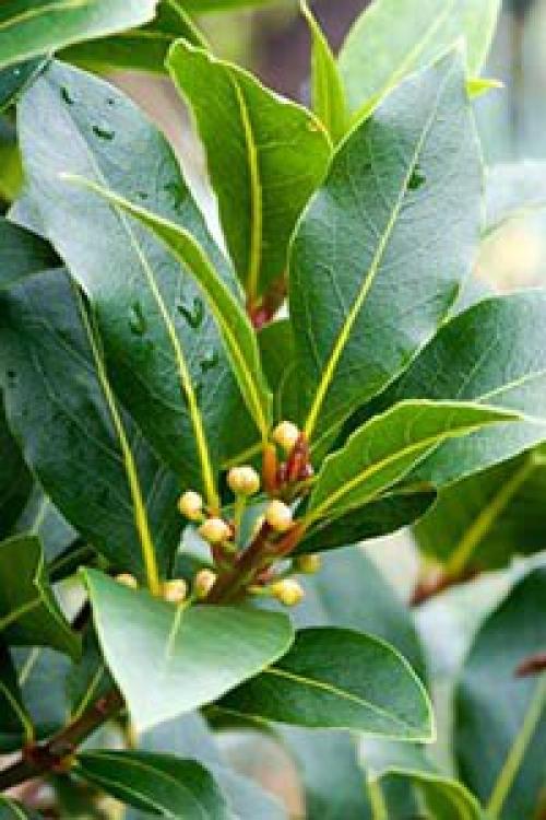 Лавр благородный.  Лавр благородный - представитель семейства лавровые. 02