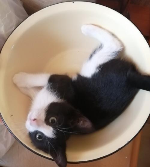 Год назад в нашей семье появилась кошка. 02