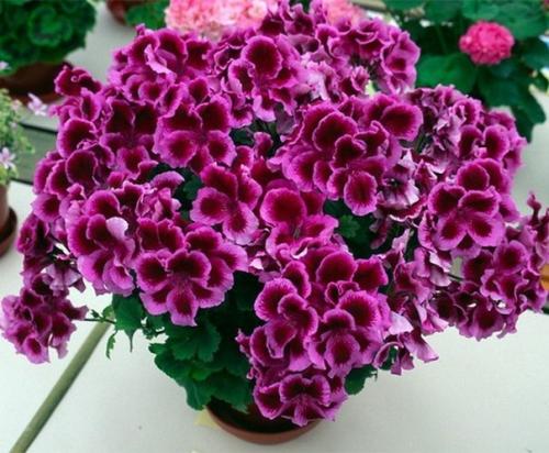 Пеларгония - Pelargonium история и уход. 03