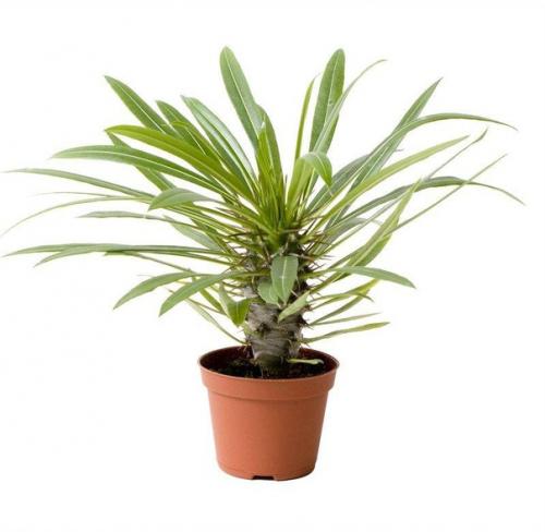 Какие цветы категорически нельзя дома держать. 08