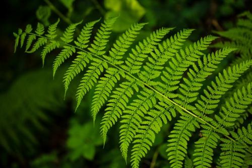 Какие цветы категорически нельзя дома держать. 01