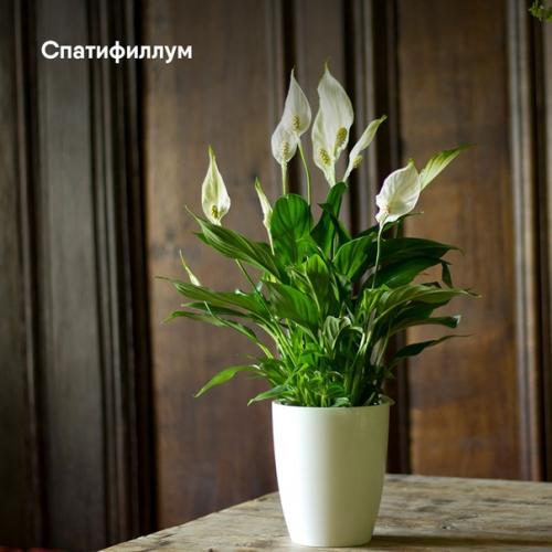 Топ - 5 лучших растений для интерьера. 04