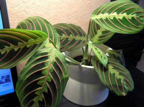 Маранта.   Маранта (Maranta) - декоративно - лиственное комнатное растение, относится к семейству марантовых. 02