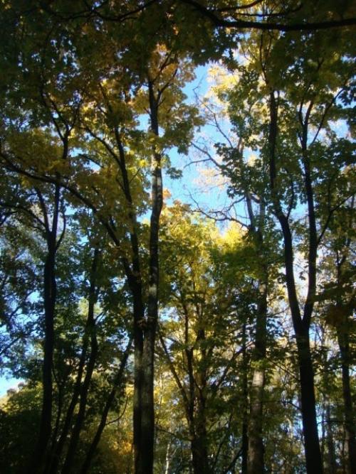 На выходных я побывала в одном из многочисленных дворцово-парковых комплексов Санкт-петербурга. 05 На выходных я побывала в одном из многочисленных дворцово-парковых комплексов Санкт-петербурга. 05