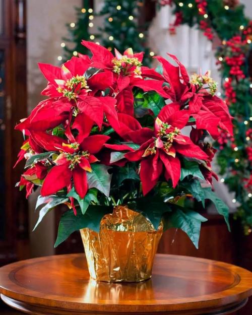 Какие цветы категорически нельзя дома держать. 03