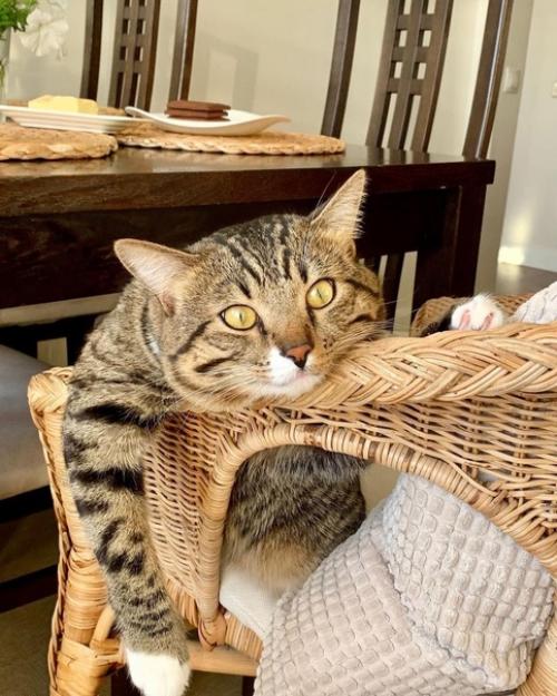 Осенние краски в интерьере Тани Tanyabelle из Красноярска. 04