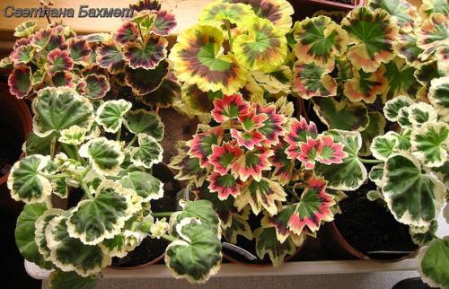 Пеларгония - Pelargonium история и уход. 09