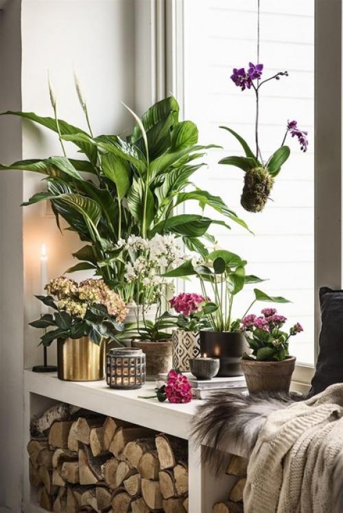 Как выбрать комнатные растения для дома. 01 Как выбрать комнатные растения для дома. 01