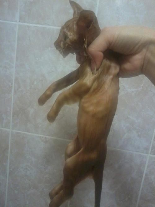 Приютили совсем маленького. 01