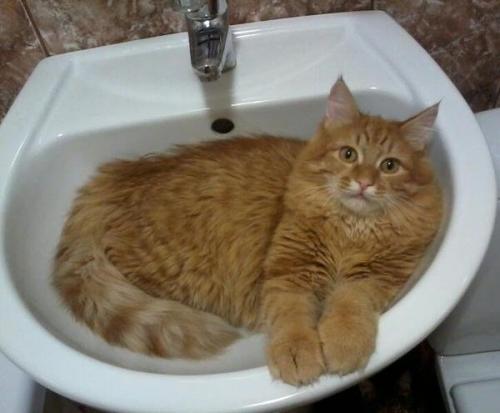 Приютили совсем маленького. 02