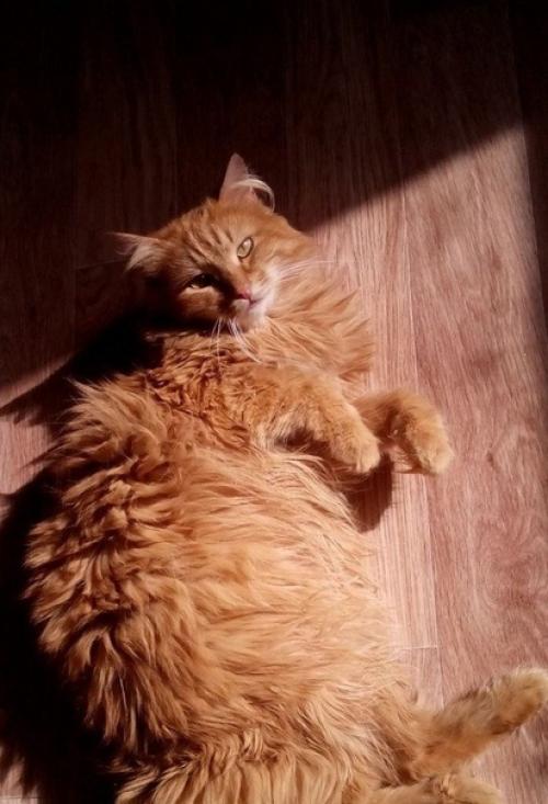 Приютили совсем маленького. 04