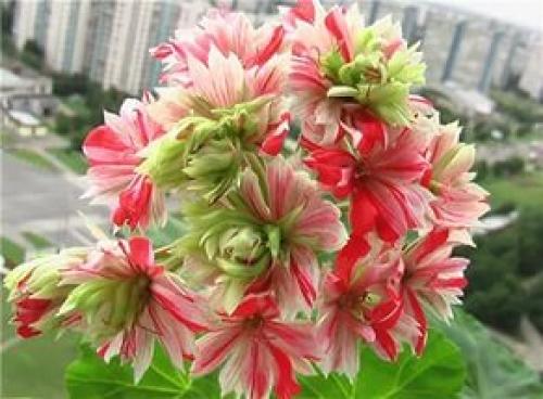 Пеларгония - Pelargonium история и уход. 07