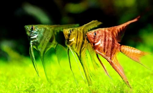 Истории старого андройда - 291. 04