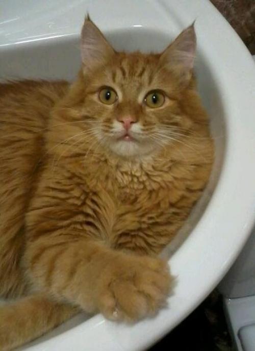 Приютили совсем маленького. 03