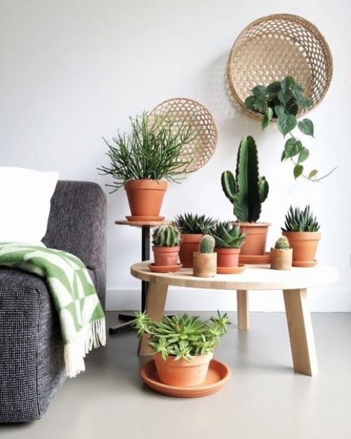 Как выбрать комнатные растения для дома. 05 Как выбрать комнатные растения для дома. 05