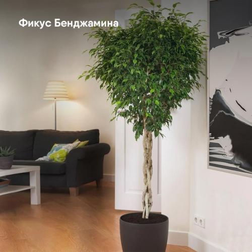 Топ - 5 лучших растений для интерьера. 01