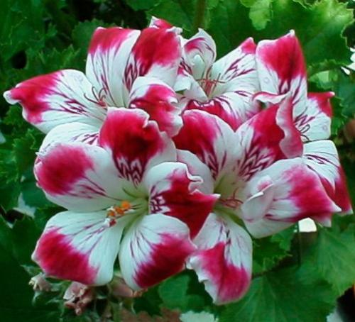 Пеларгония - Pelargonium история и уход. 06