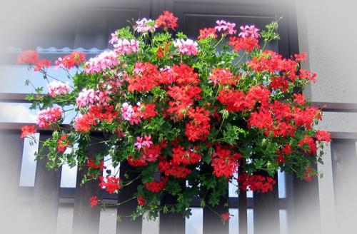 Пеларгония - Pelargonium история и уход. 05