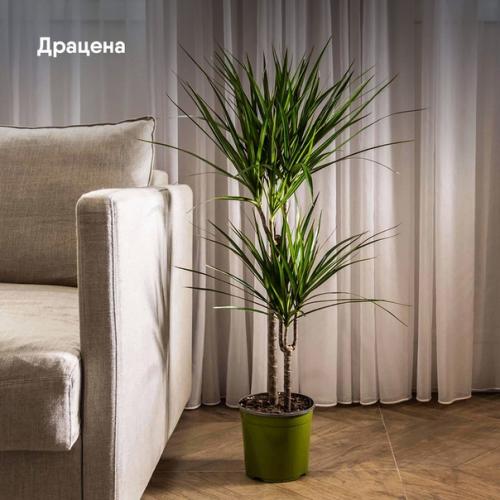 Топ - 5 лучших растений для интерьера. 02