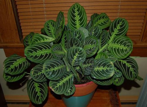 Маранта.   Маранта (Maranta) - декоративно - лиственное комнатное растение, относится к семейству марантовых. 01