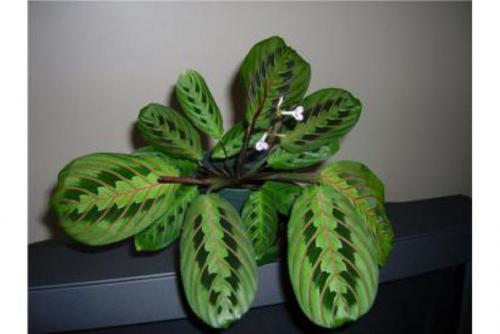 Маранта. 

Маранта (Maranta) - декоративно - лиственное комнатное растение, относится к семейству марантовых.  