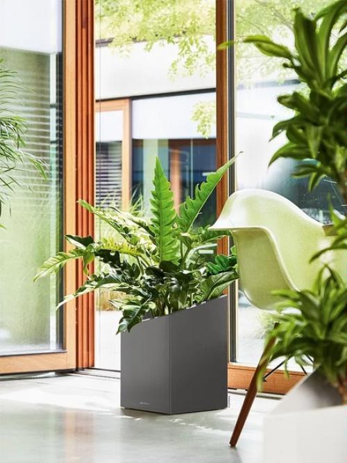 Как выбрать комнатные растения для дома. 02 Как выбрать комнатные растения для дома. 02