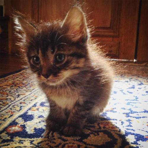 Коротенькие заметки.   - Копирую свой журнал, все - все посты. 01