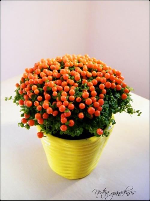 Нертера гренадская.  В комнатной культуре почвопокровники далеко не так любимы, как в садовой, да и встречаются они реже. 01