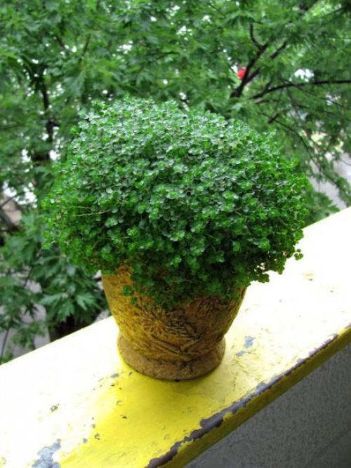 Нертера гренадская.  В комнатной культуре почвопокровники далеко не так любимы, как в садовой, да и встречаются они реже. 02