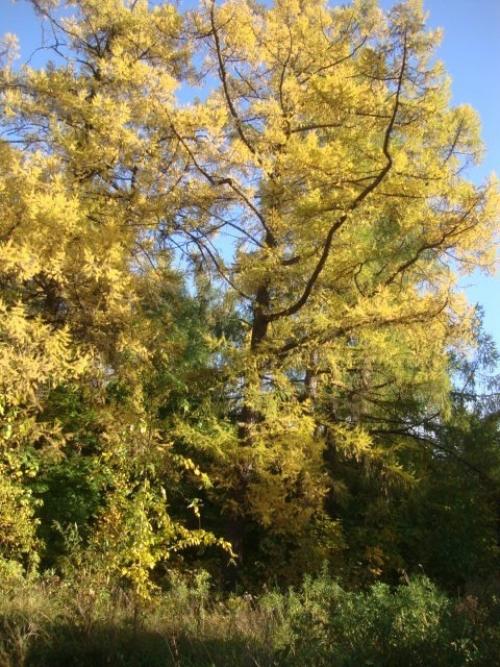 На выходных я побывала в одном из многочисленных дворцово-парковых комплексов Санкт-петербурга. 07 На выходных я побывала в одном из многочисленных дворцово-парковых комплексов Санкт-петербурга. 07