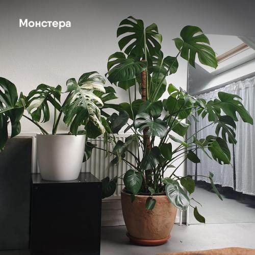 Топ - 5 лучших растений для интерьера. 03