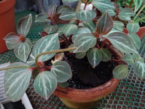 Пеперомия - круглолистная и многоликая кроха? 07