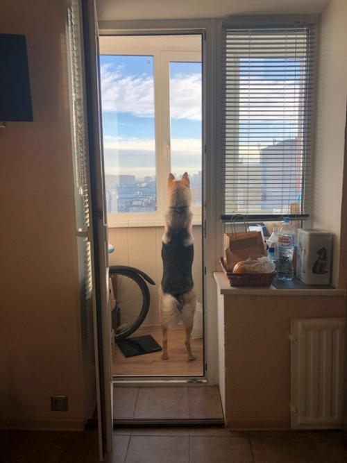 Я взяла собаку из приюта, значит, сможешь и ты. 04