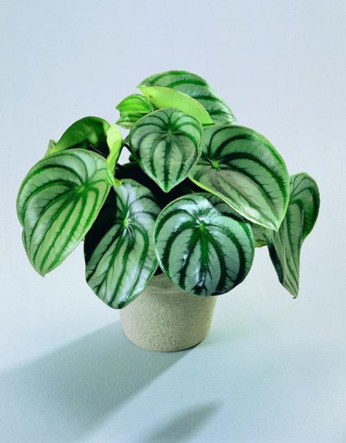 Пеперомия - круглолистная и многоликая кроха? 03