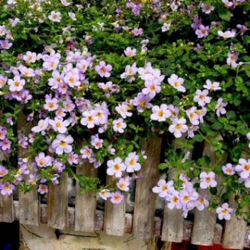 Ампельные растения для сада. 02