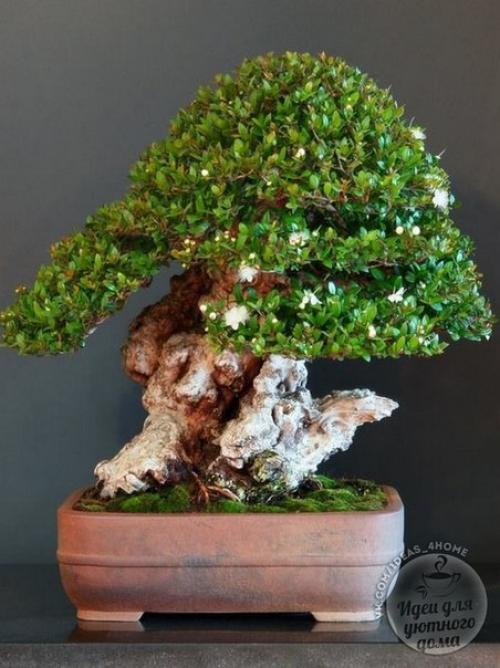 Бонсай в интерьере. 02