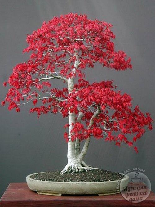 Бонсай в интерьере. 04